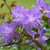 Mid-Season Rhododendrons