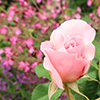 NZ Gardener Rose
