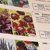 Presenting The 2009 Seed Catalogue