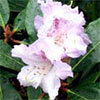 The Great Rhododendron Rescue