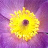 Pasque Flower (Pulsatilla)