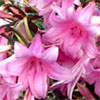 Pink Nerine Bulbs