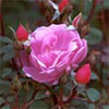More Unknown Pink Roses
