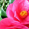 Pink Camellia with Yellow Stamens