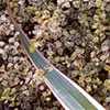 Pittosporum and Flax Leaf