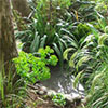 Wattle Woods Stream and Pond