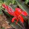 Red Canna Lilly