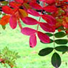 Sorbus Leaves and Berries