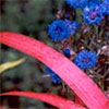 Red Flax with Cornflower