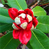 New red rhododendrons are flowering...