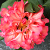 Rhododendron Flower Images