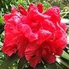 Burnaby Centennial Rhododendron