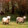 Sheep - Mainly Merinos
