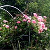 Rose Garden in Summer