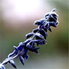 Frosted Salvia