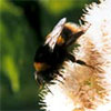 Sedum & Bumble Bee