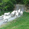 Follow That Sheep