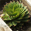 Aloe - not a Polyphylla!