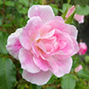 Pale Pink Rose Images - 2