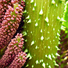 Pond Gunnera Close-Up