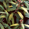 Viburnum Rhytidophyllum