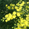 Wattle Trees - Flowers and Seed Pods