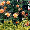 Westerland Fragrant Rose
