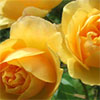 Graham Thomas Yellow Roses
