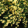 Banksia Lutea Rose