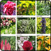  Garden Partners Calendar 2009 