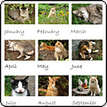  2012 Moosey Cats Calendar 