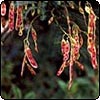  Acacia Tree Seed Pods 