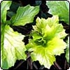 Acanthus
