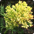  Aciphylla 