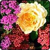  Achillea 
