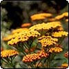 Achillea
