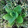 Variegated Neighbours