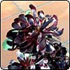 Aeonium