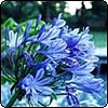  Agapanthus 