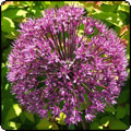 Alliums