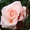 Aotearoa Rose