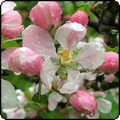  The Apple Tree 