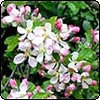 Spring Apple-Blossom