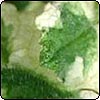 Variegated Apple Mint