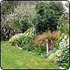 Apple Tree Border