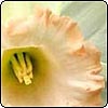  Apricot and Cream Daffodil 