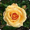  Apricot Scentasia Rose 