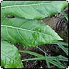  Aralia 