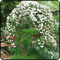  Pond Garden Arch 
