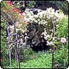  Roses and Helenium 